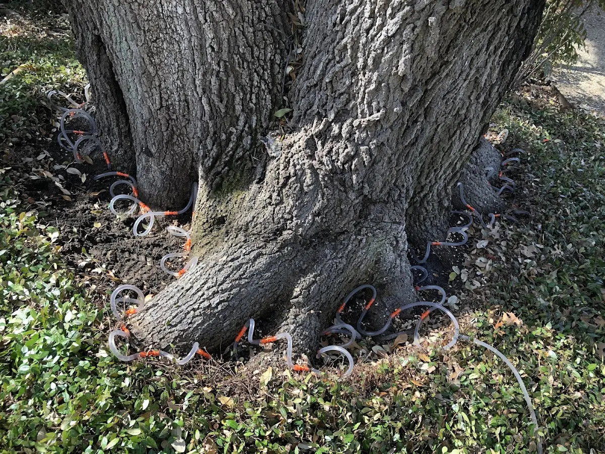 Detailed Tree Cabling and Bracing job site in Martinsville