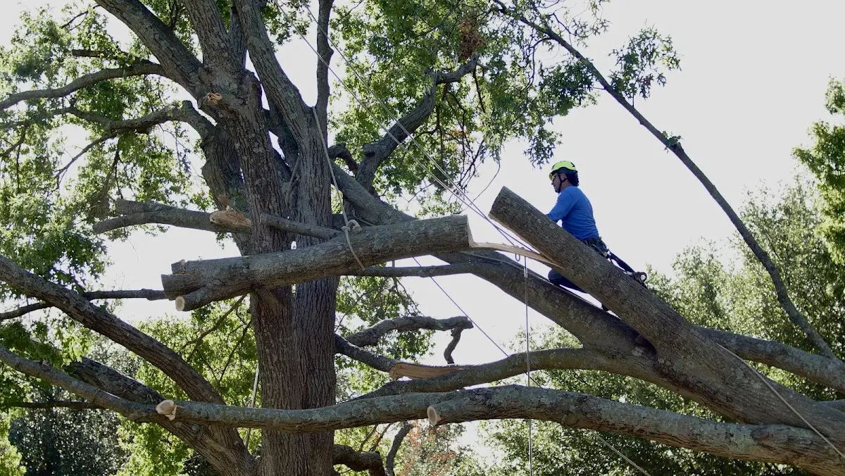 Professional Crown Thinning performed by certified arborists in Martinsville